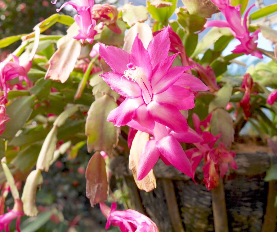 Pink Flower of Christmas cactus plant growing in a hanging basket.