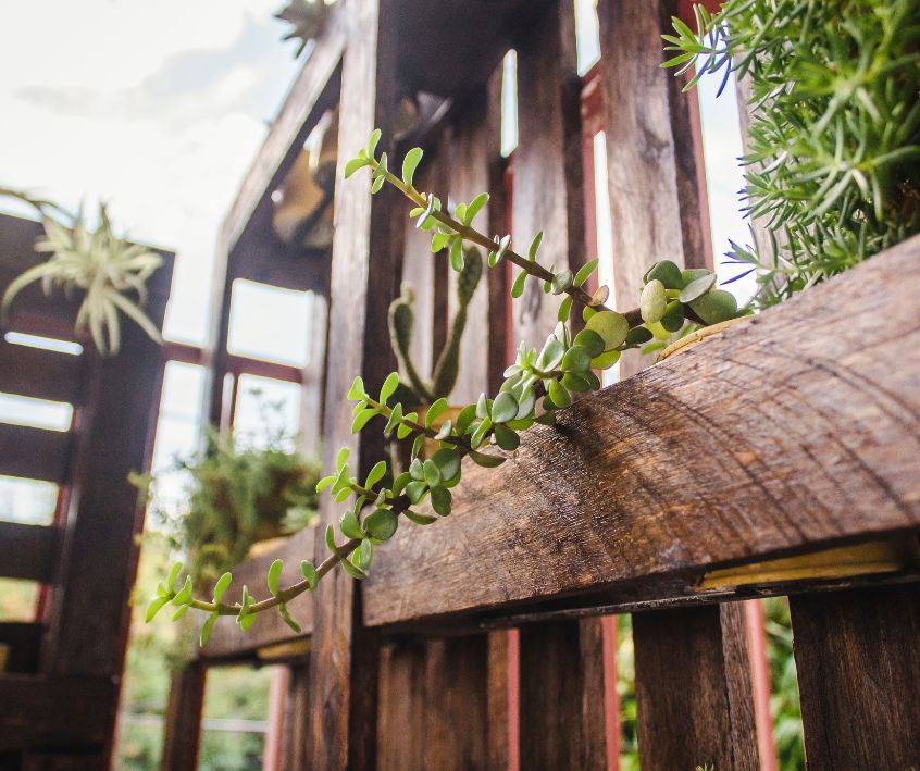 Variety of plants growing in a wood pallet vertical garden.