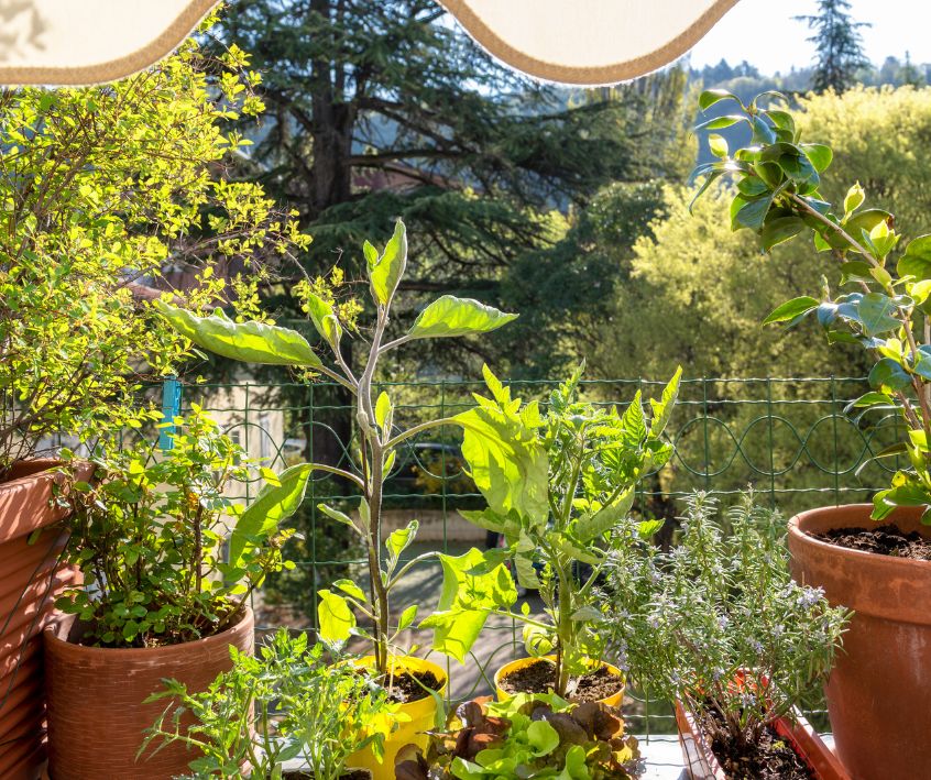 A Balcony garden with pots of fresh and organic vegetables