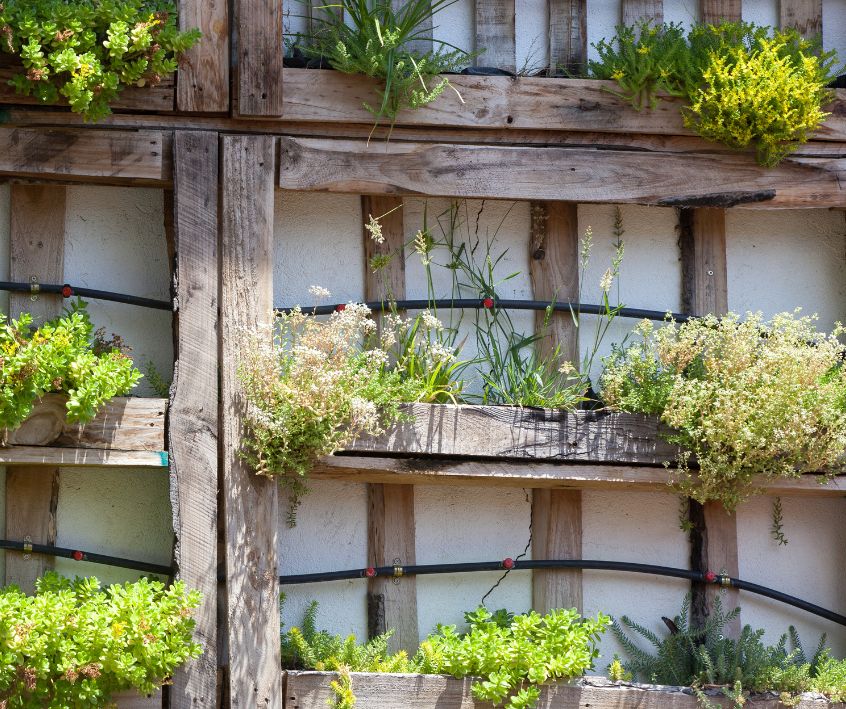 A wood pallet vertical garden with a drip system.