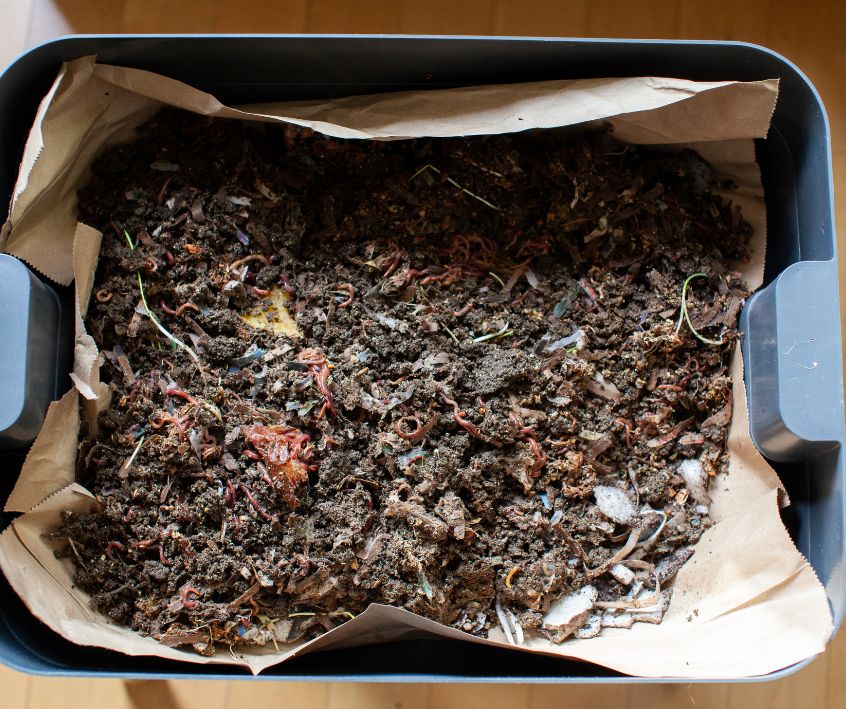 A mixture of bedding material is put into the starting tray of a worm composter.