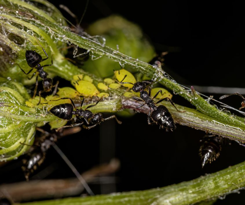 Ants (Formicidae) Black ants farming small yellow aphids.