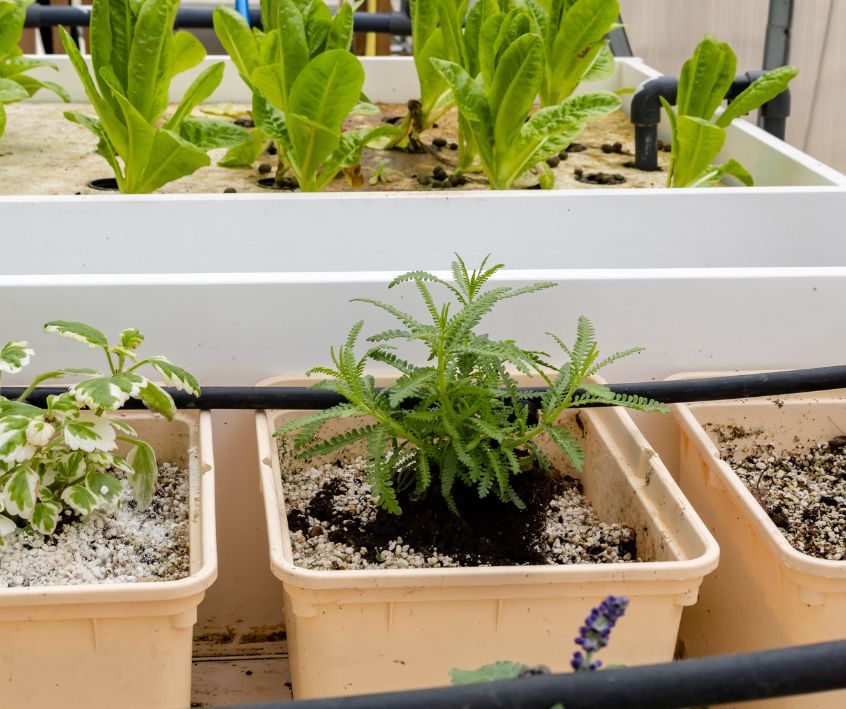 A media plastic tote based aquaponic system.