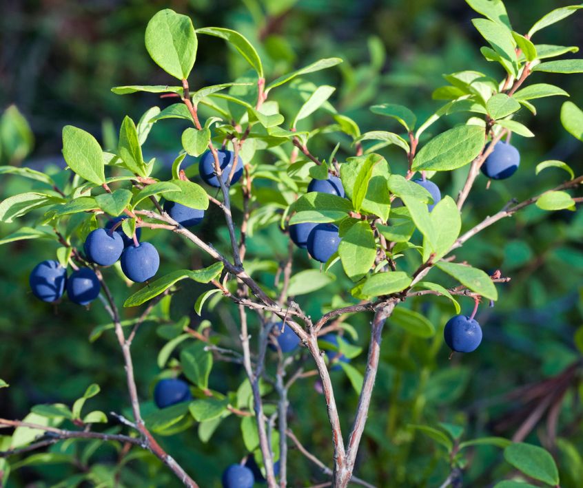 A healthy Blueberry bush with green leaves and deep purple fruit.