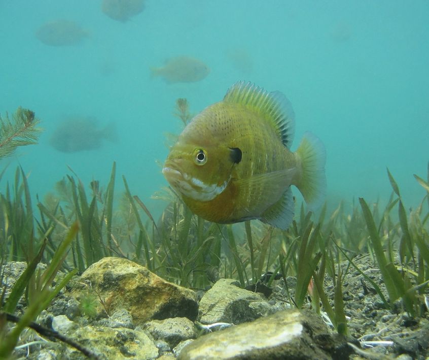 Bluegill ( Lepomis macrochirus ) in a wild pond.