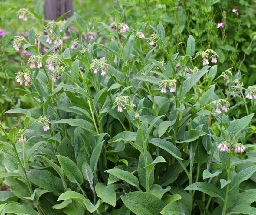 A patch of soft green grey comfrey plants in a garden.