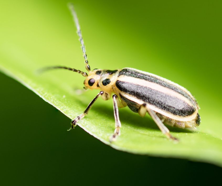 Cucumber Beetles (Acalymma vittatum) on a green plants leaf.