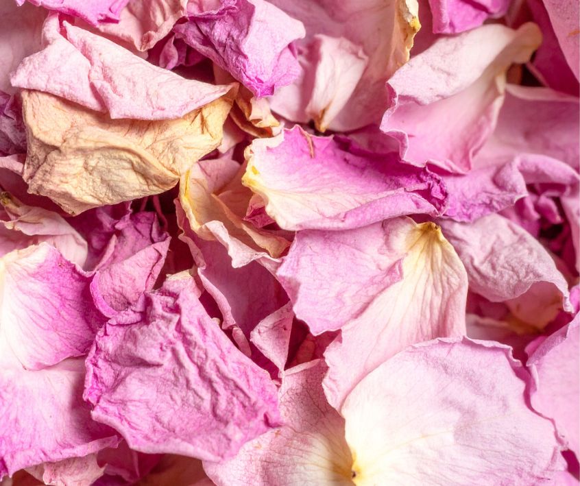 Dried pink rose petals.