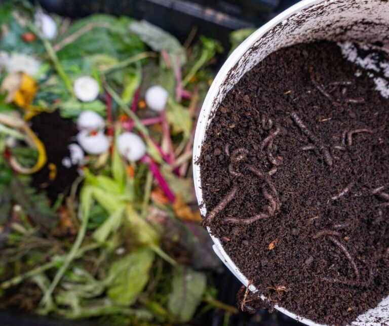 Earthworms and compost bin. Worm composting is using worms to recycle food scraps and other organic material into a valuable soil amendment called vermicompost, or worm compost.