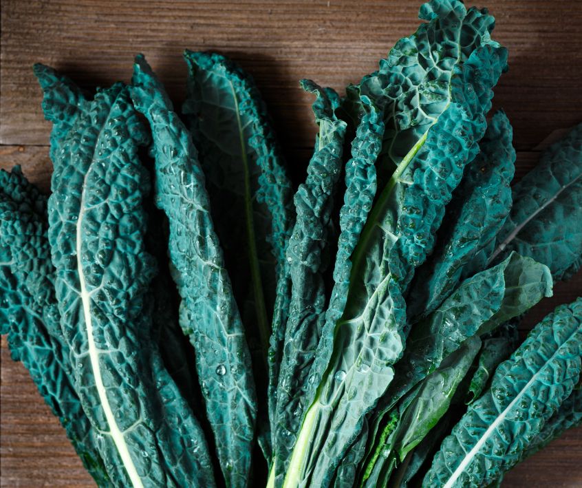 A freshly harvested dark green dino kale leaves.