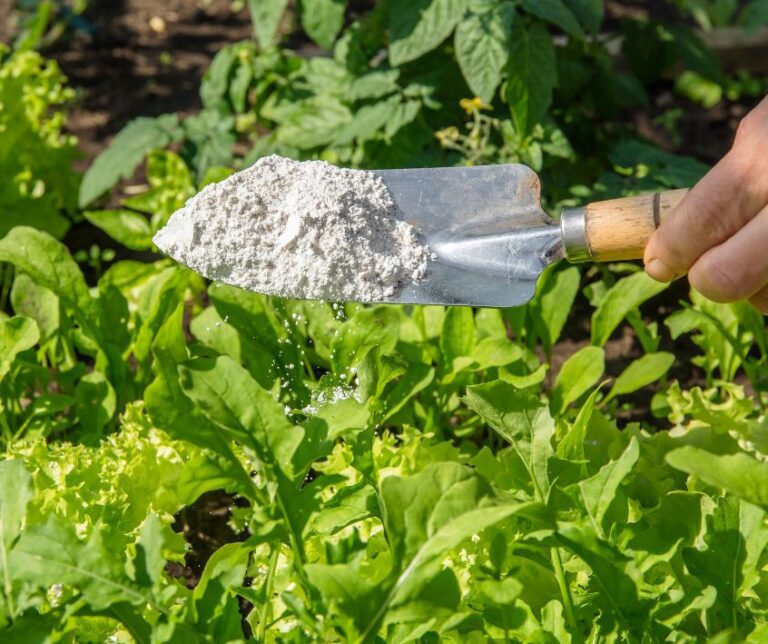 Gardener sprinkling Diatomaceous earth powder for non-toxic organic insect repellent on green lettuce plants in vegetable garden, dehydrating insects
