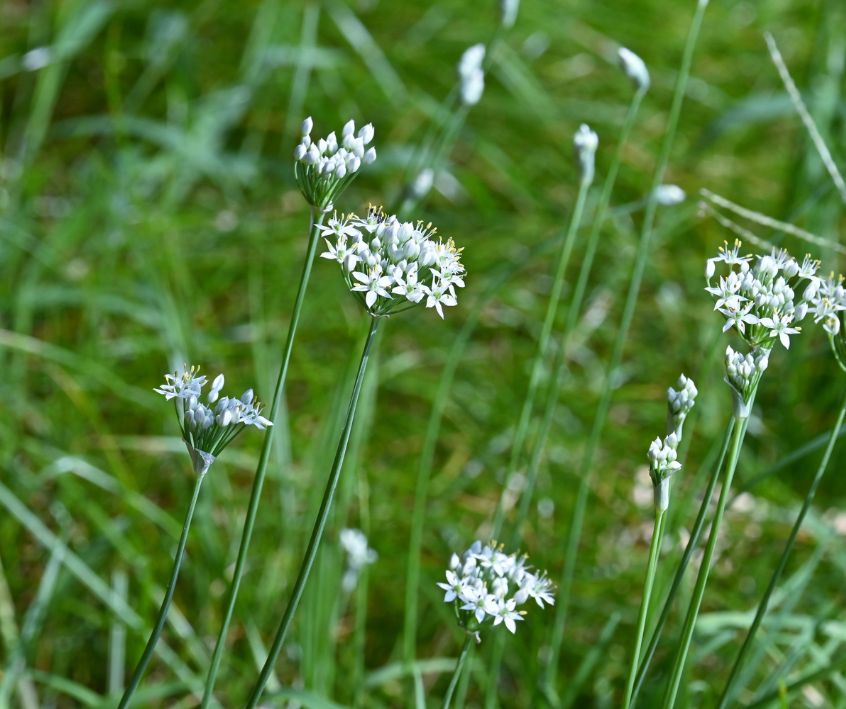 Delicate white garlic chive flowers in a spring garden.