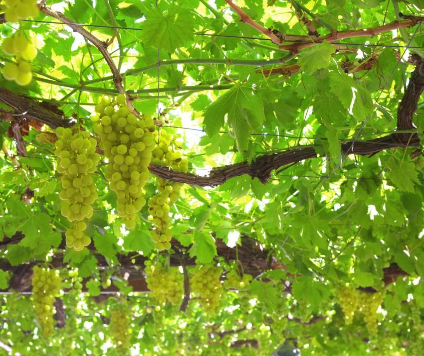 A large grapevine with green grapes proving shade by growing on a large pergola.