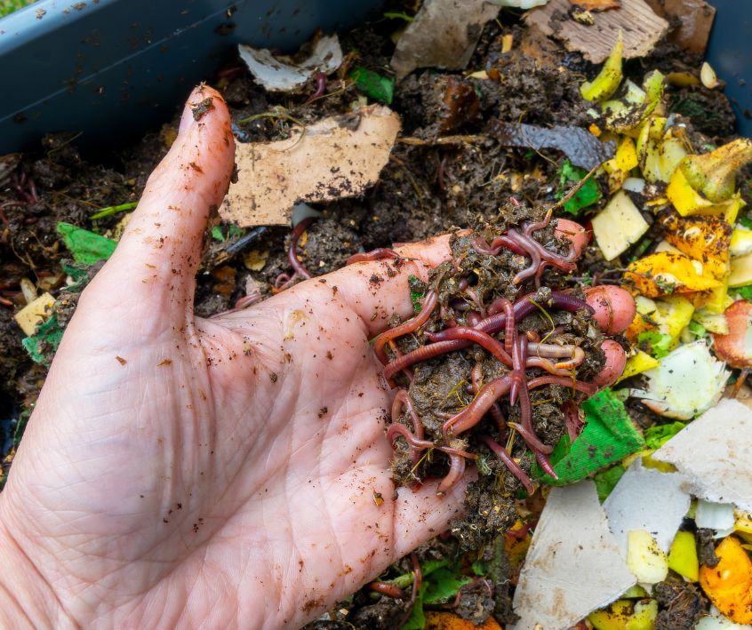 Hand holding worms in a worm composter with food waste.