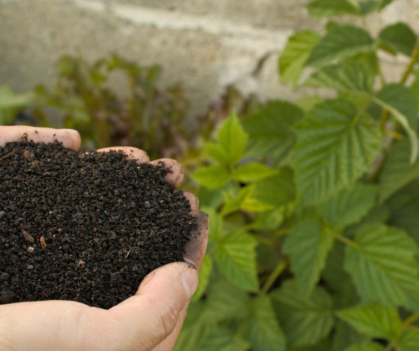 Hands Holding Rich Organic Compost in Garden.