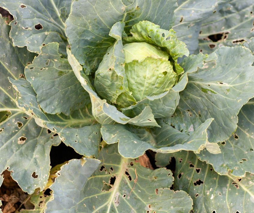 Plant leaf destruction by cabbage worm (Pieris rapae)