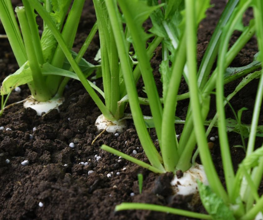 Small turnip plants with healthy green leaves and white bulbs growing in rich black soil.