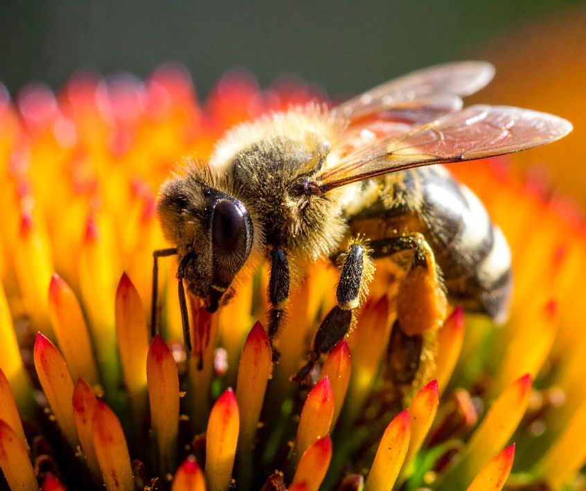 Honeybee collecting yellow Echinacea flower pollen.