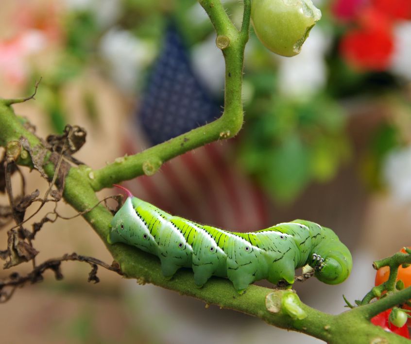 Hornworm (Manduca quinquemaculata) eating garden tomato plants.