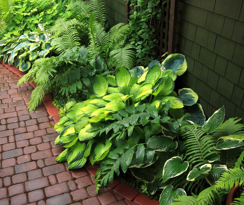 Shade garden of green hostas and ferns next to a red brick path.