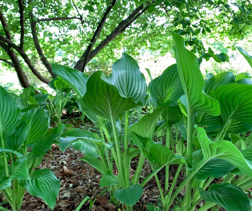 A patch of young green Hosta plants.