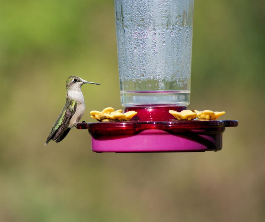 Hummingbird Perched on a Red Feeder.