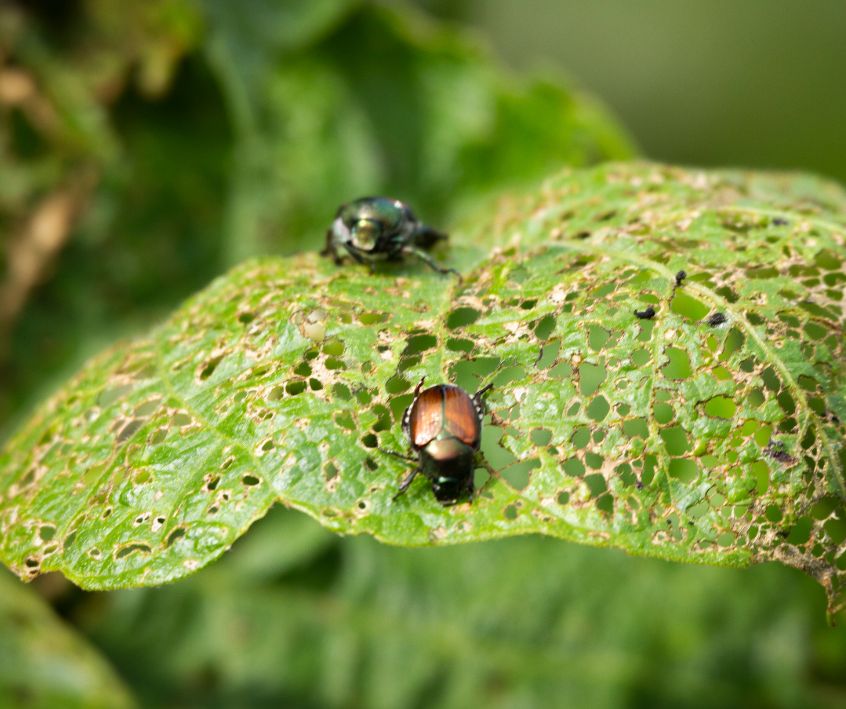 Japanese Beetles (Popillia japonica) eating green Pole Bean leaves.