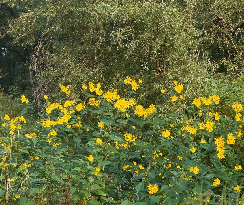 A patch of sunchoke plants (Jerusalem Artichoke) in a garden covered in yellow flowers.