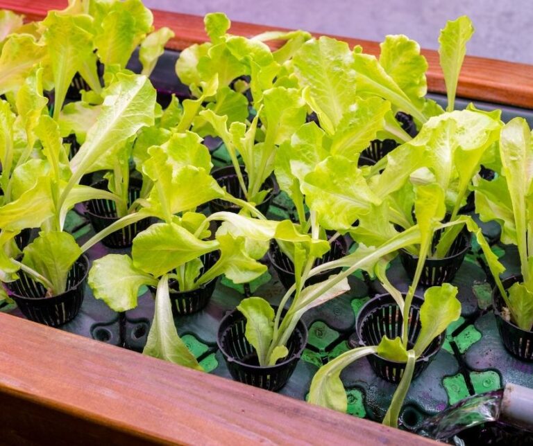 Green leaf lettuce growing in a home aquaponics system.