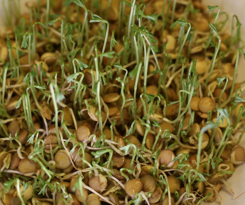 Brown lentils sprouting in a shallow dish.