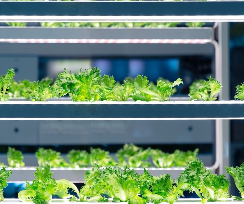 Lettuce growing in a multi layered aquaponic system under grow lights.