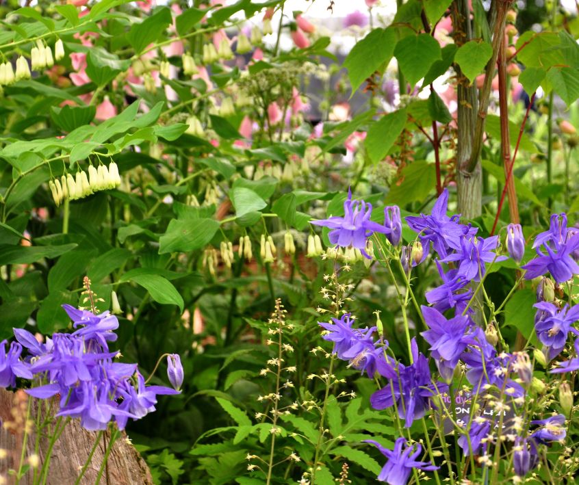 A shade garden featuring plants with purple, pink, and yellow flowers.