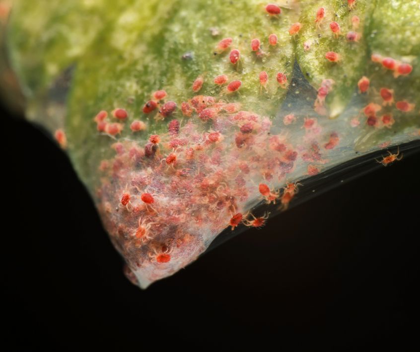 Macro photo group of Red Spider Mite (Tetranychidae) and webbing infestation on vegetable plant leaf.