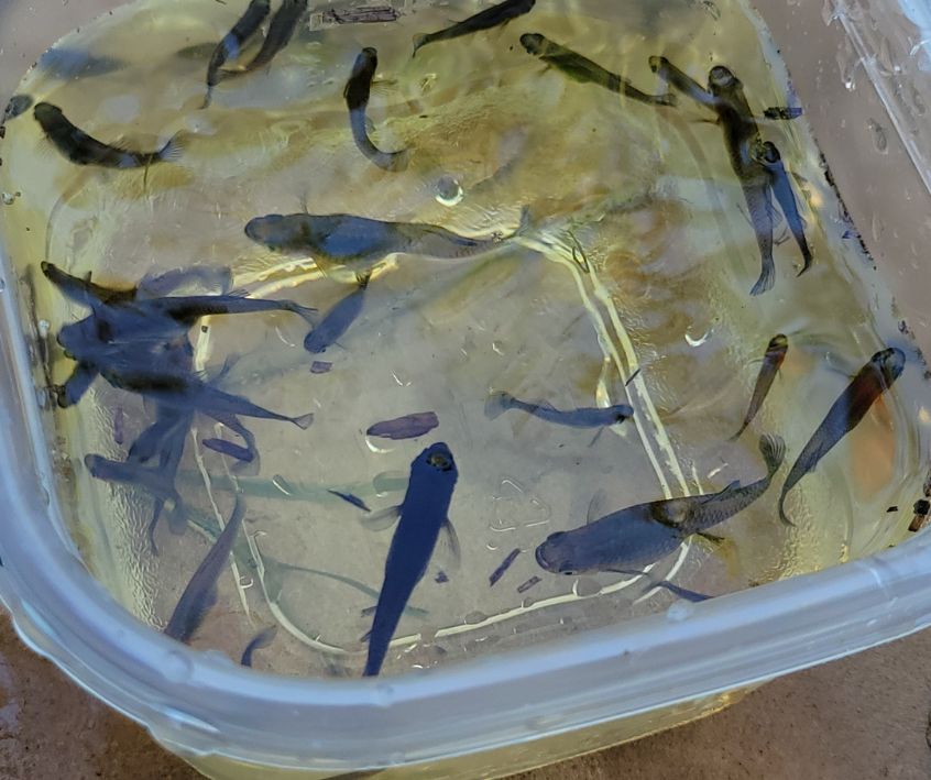 Mosquito Fish in a Plastic Container About to Transfer to Large Fish Tank.