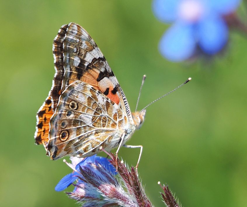 A orange, grey, and white Painted Lady butterfly on a blue borage flower.