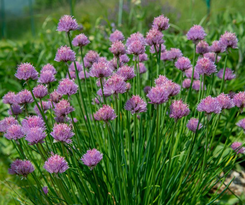Pink chive flowers on a healthy green plant in a spring garden.