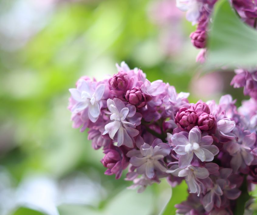 Pink-violet lilac bush flowers blooming in spring.