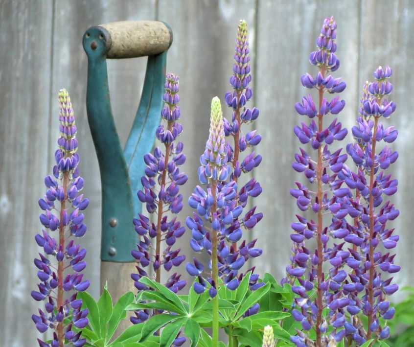 Purple lupine flowers in a spring garden next to a shovel handle.