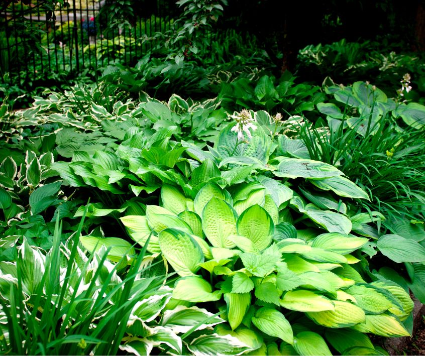 A shade garden of mature green Hosta plants.
