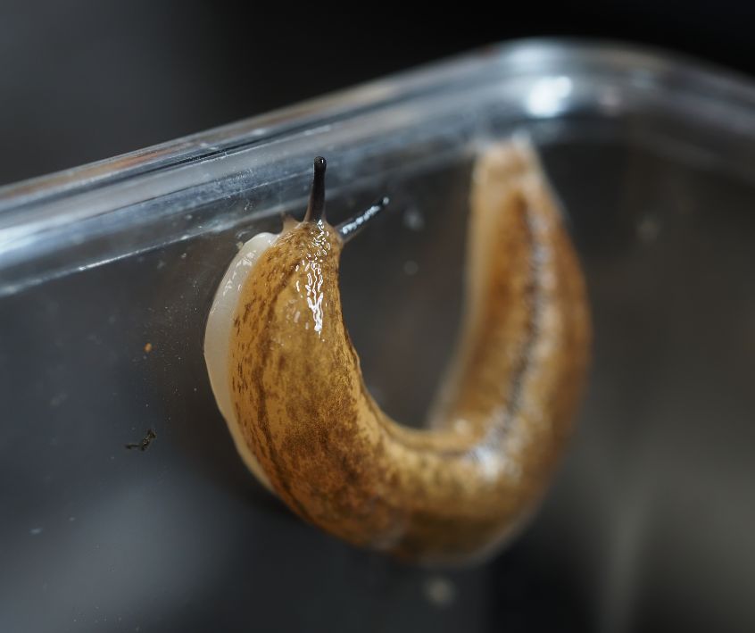 Slug (Gastropods) in clear plastic collection container.