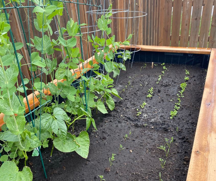 Small backyard raised garden beds with green seedling emerging from the black soil and pea plants growing vertically.