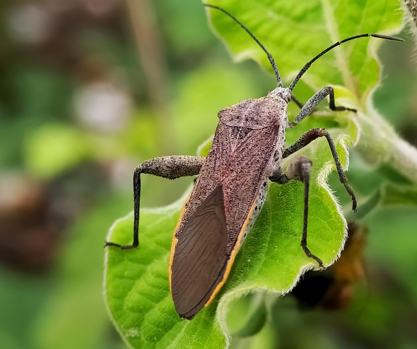A brown Squash Bug (Anasa tristis) on a green garden plant leaf.