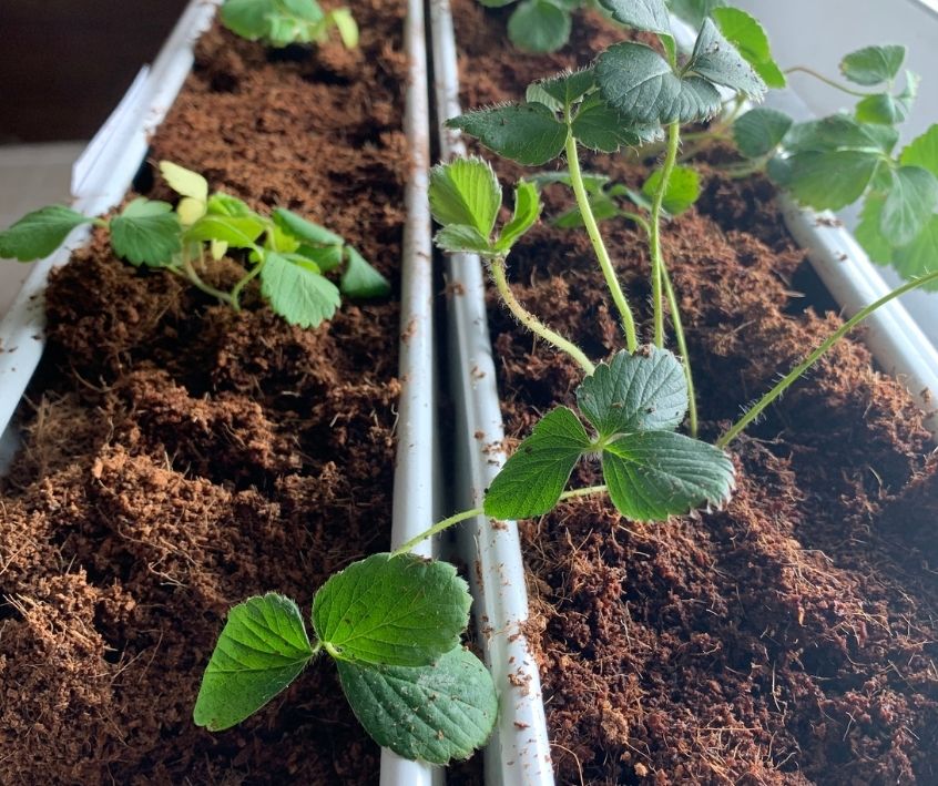 Small strawberry plants growing in an aquaponic system.
