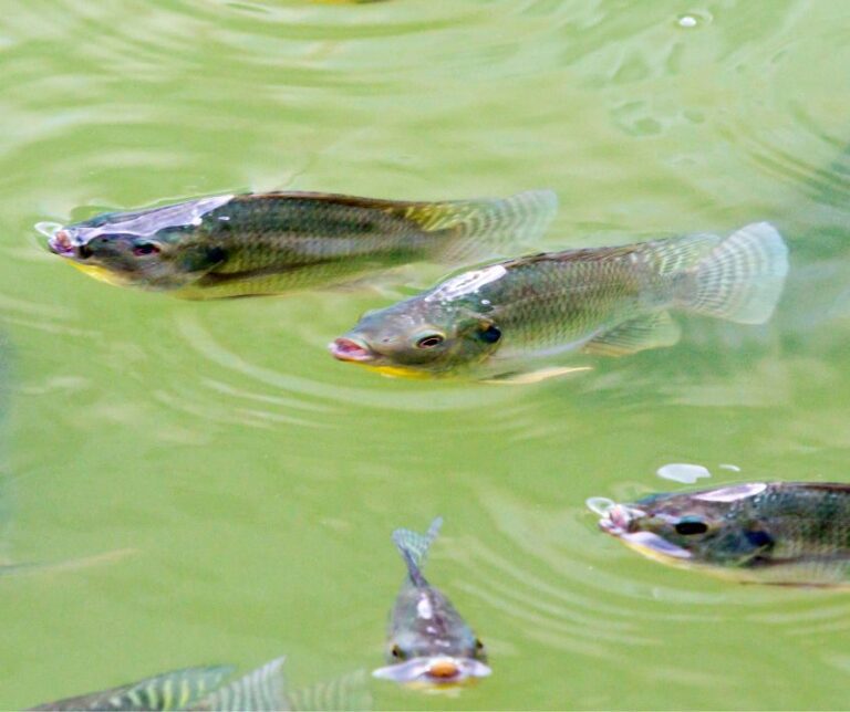 Tilapia Fish Waiting for Fish Pellets.