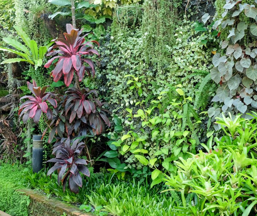 A tropical shade garden featuring large purple shrubs and vines covering a wall.