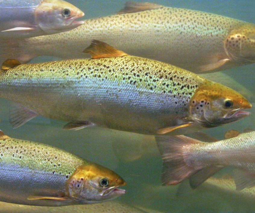 Trout in recirculating fish farm tank.