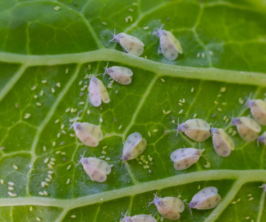 Whiteflies (Aleyrodidae) Underside of plants leaves with pest Cabbage Whitefly Aleyrodes proletella adults and larvae on the underside of the leaf.