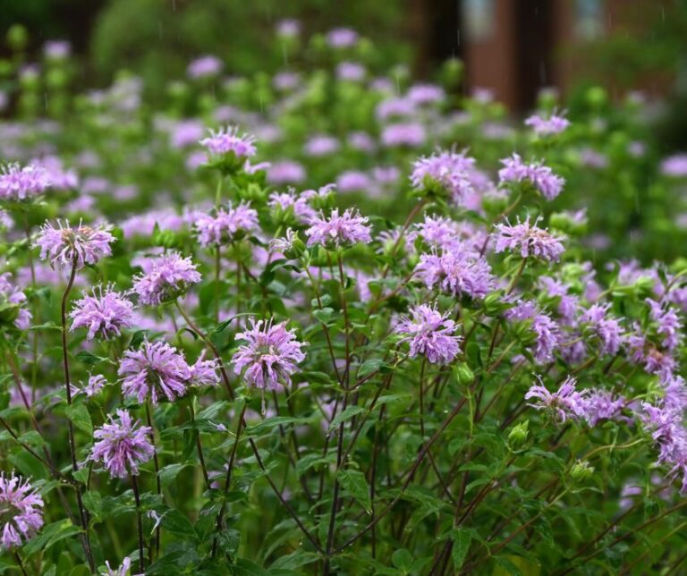 A large clump of light purple bergamot flowers also known as Bee Balm growing in a garden.
