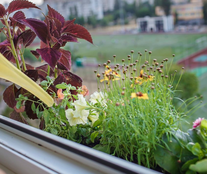 A person watering flowers and herbs growing in an outdoor window planter with a yellow watering can.