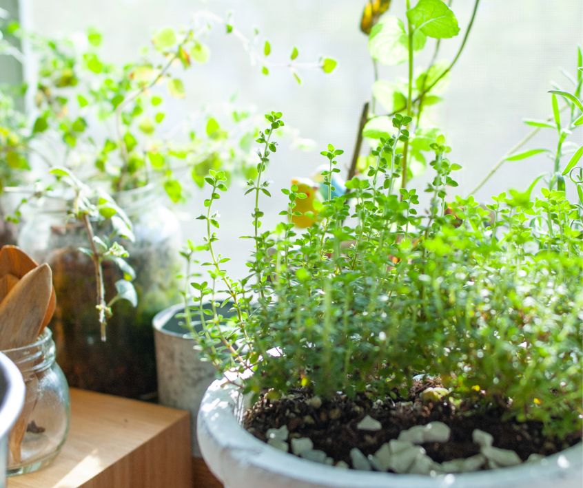 Thyme and other herbs growing in small pots on a sunny windowsill.